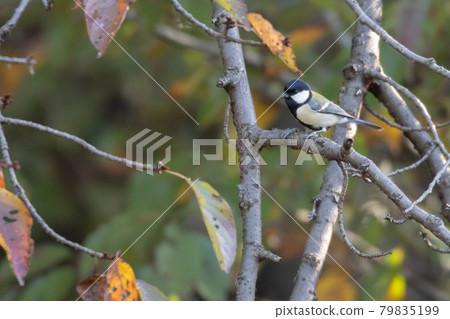 Familiar wild bird great tit with a cute chest tie Familiar wild bird great tit with a cute chest tie 79835199
