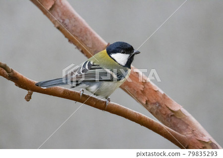 熟悉的野鳥大山雀與可愛的胸口 79835293