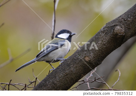 Familiar wild bird great tit with a cute chest tie Familiar wild bird great tit with a cute chest tie 79835312
