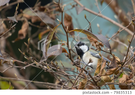 Familiar wild bird great tit with a cute chest tie 79835313
