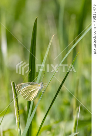 A white fairy fluttering and fluttering, a cabbage white butterfly A white fairy fluttering and fluttering, a cabbage white butterfly 79835479