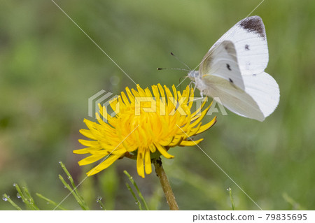 A white fairy fluttering and fluttering, a cabbage white butterfly 79835695