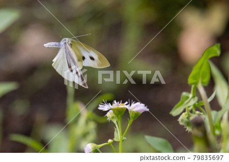 A white fairy fluttering and fluttering, a cabbage white butterfly 79835697