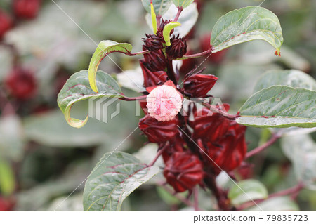 洛神花 洛神葵 洛濟葵 山茄子 紅葵 紅角葵 玫瑰茄 照片素材 圖片 圖庫