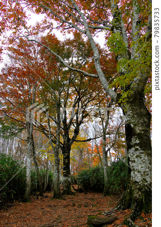 Deciduous mountain trail to the summit of Mt. Hyono, large trees where you can experience forest bathing, vertical position 79835733