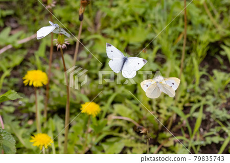 A white fairy fluttering and fluttering, a cabbage white butterfly A white fairy fluttering and fluttering, a cabbage white butterfly 79835743