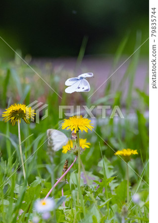 A white fairy fluttering and fluttering, a cabbage white butterfly A white fairy fluttering and fluttering, a cabbage white butterfly 79835744