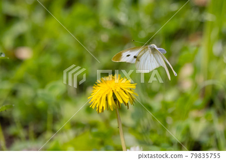 A white fairy fluttering and fluttering, a cabbage white butterfly A white fairy fluttering and fluttering, a cabbage white butterfly 79835755