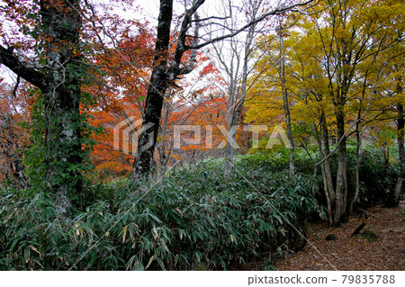 Deciduous mountain trail to the summit of Mt. Hyono. Autumn leaves and yellow leaves are colorful on the slope. Deciduous mountain trail to the summit of Mt. Hyono. Autumn leaves and yellow leaves are colorful on the slope. 79835788