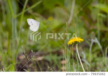 一隻白色的仙女飄飄著,一隻白菜蝴蝶 一隻白色的仙女飄飄著,一隻白菜蝴蝶 79835882