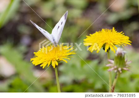 A white fairy fluttering and fluttering, a cabbage white butterfly A white fairy fluttering and fluttering, a cabbage white butterfly 79835895