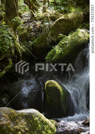 寧越上洞的苔蘚谷，岩石上長滿了綠色的苔蘚 79835987