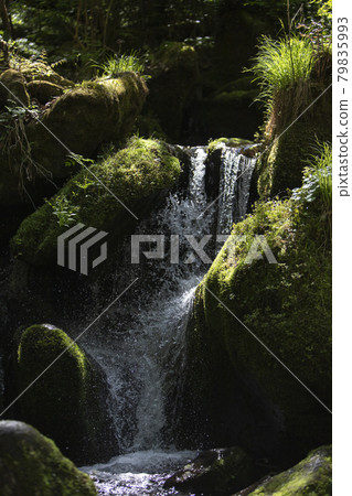 Yeongwol Sangdong Moss Valley, where green moss grows on rocks 79835993