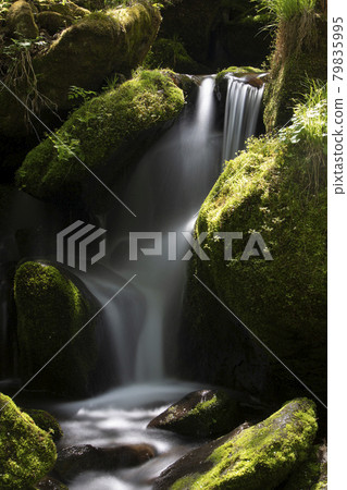 Yeongwol Sangdong Moss Valley, where green moss grows on rocks Yeongwol Sangdong Moss Valley, where green moss grows on rocks 79835995