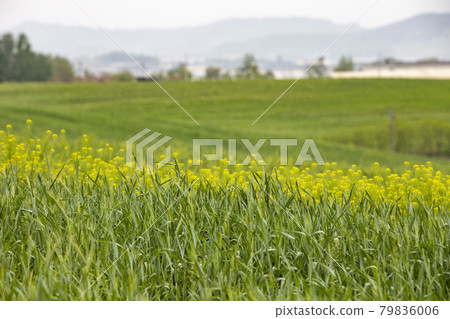 Green meadow 79836006