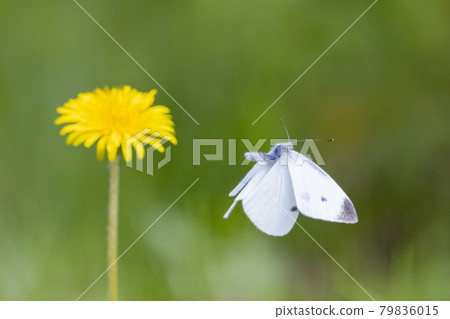 A white fairy fluttering and fluttering, a cabbage white butterfly A white fairy fluttering and fluttering, a cabbage white butterfly 79836015