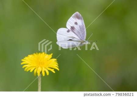 A white fairy fluttering and fluttering, a cabbage white butterfly A white fairy fluttering and fluttering, a cabbage white butterfly 79836021
