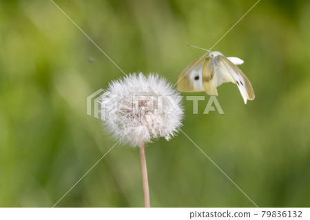 一隻白色的仙女飄飄著,一隻白菜蝴蝶 一隻白色的仙女飄飄著,一隻白菜蝴蝶 79836132