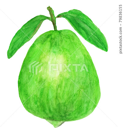 番石榴水彩插圖 79836155