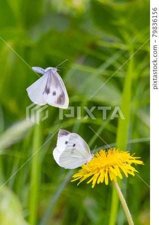 一隻白色的仙女飄飄著,一隻白菜蝴蝶 一隻白色的仙女飄飄著,一隻白菜蝴蝶 79836156
