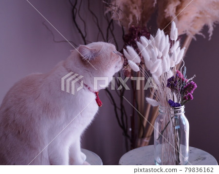 貓嗅花 貓嗅花 79836162