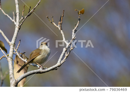 Warbler, a spring warbler that does not show up easily 79836469