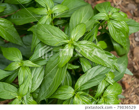 Close up of Kariyat leaves or The Creat plant. 79836529