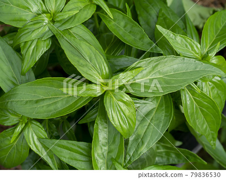 Close up of Kariyat leaves or The Creat plant. 79836530