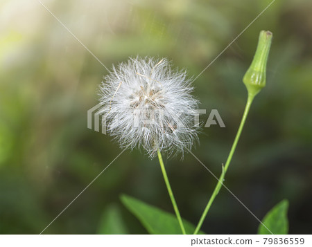 Close up Seeds of Red grass or Giant reed. 79836559