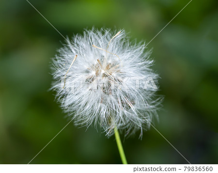 Close up Seeds of Red grass or Giant reed. 79836560