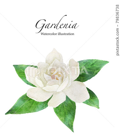 Gardenia flower watercolor illustration Gardenia flower watercolor illustration 79836738