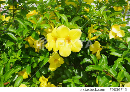 黃色的阿拉曼達花 黃色的阿拉曼達花 79836743
