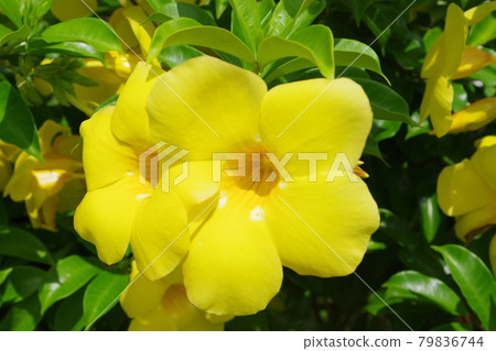 Yellow allamanda flowers 79836744