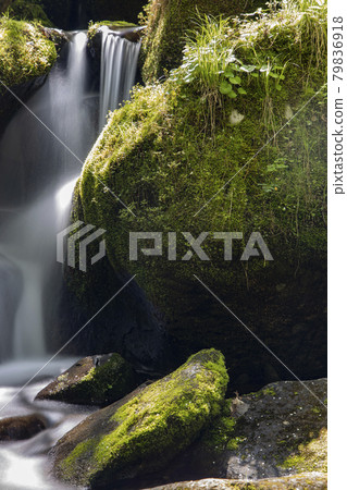 Yeongwol Sangdong Moss Valley, where green moss grows on rocks Yeongwol Sangdong Moss Valley, where green moss grows on rocks 79836918