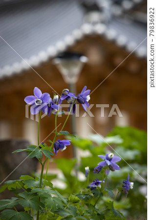 紫色的哥倫拜花在寺廟裡綻放 紫色的哥倫拜花在寺廟裡綻放 79836922