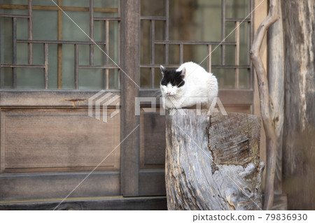 Cat of Seosan Gaesimsa Temple Cat of Seosan Gaesimsa Temple 79836930