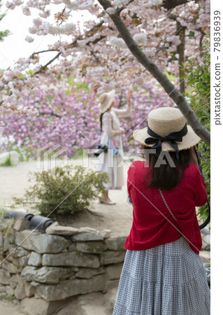 Cherry Blossom Viewer Cherry Blossom Viewer 79836939