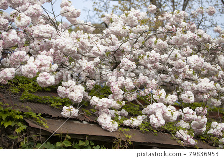 Double Cherry Blossoms on a Tin Roof 79836953