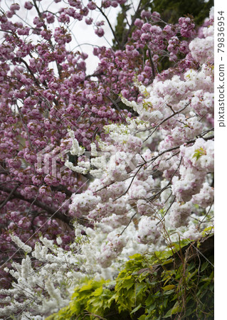 White and pink double cherry blossoms 79836954