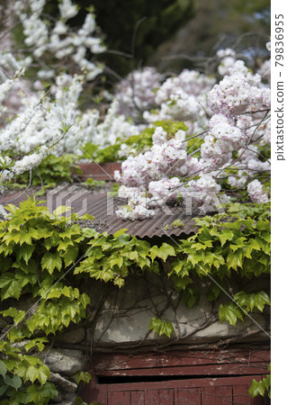 Double cherry blossoms and honeysuckle vines 79836955