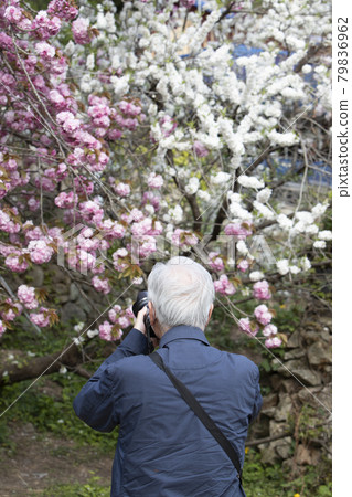 給櫻花拍照的人 79836962