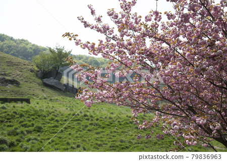 與草地相配的重瓣櫻花 79836963