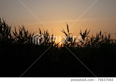 Colourful sunset with reeds in the foreground 79837068