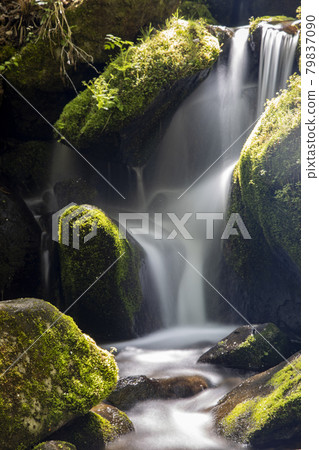 Yeongwol Sangdong Moss Valley, where green moss grows on rocks 79837090