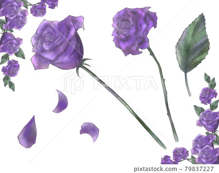 帶框架紫色的哥特式玫瑰插圖集 79837227