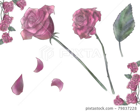 帶框架紅色的哥特式玫瑰插圖集 帶框架紅色的哥特式玫瑰插圖集 79837228