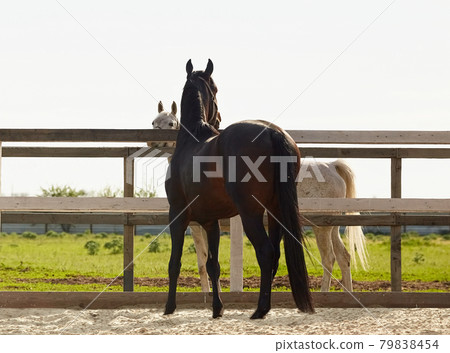 Young stallion walks in a paddock and flirts with a mare Young stallion walks in a paddock and flirts with a mare 79838454