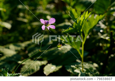 Purple flowers of Hakusanfuuro Purple flowers of Hakusanfuuro 79838607