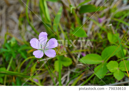 Purple flowers of Hakusanfuuro Purple flowers of Hakusanfuuro 79838610