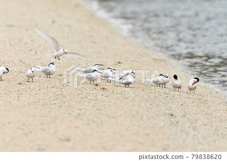 Wild bird / tern Wild bird / tern 79838620